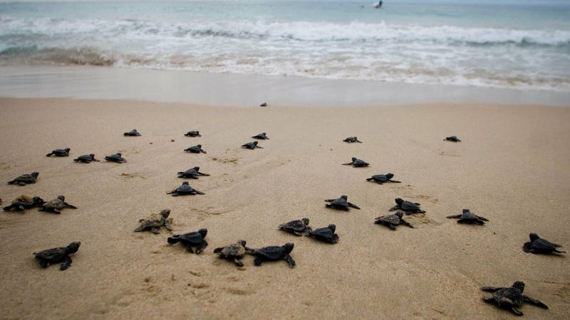 Часть пляжей на Гоа решили отдать черепахам