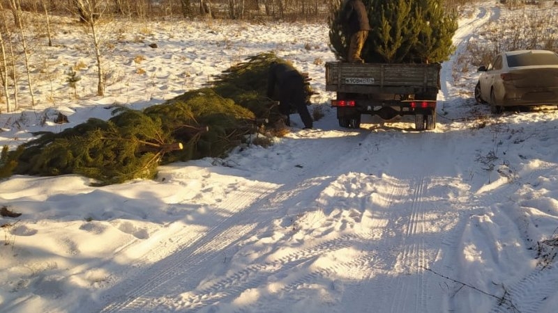 На Южном Урале бизнесмены устроили варварскую рубку новогодних елок