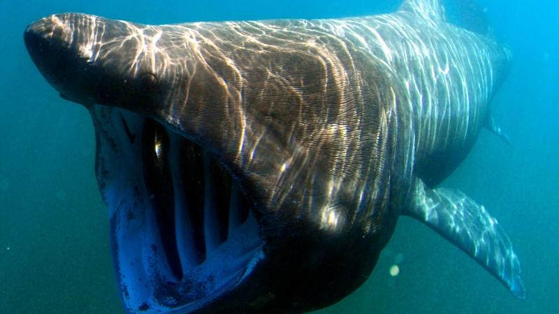 Одну из самых больших в мире акул заметили у побережья Австралии