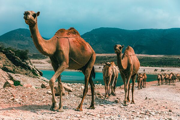 Страна вечного лета. Как увидеть восточную экзотику Омана