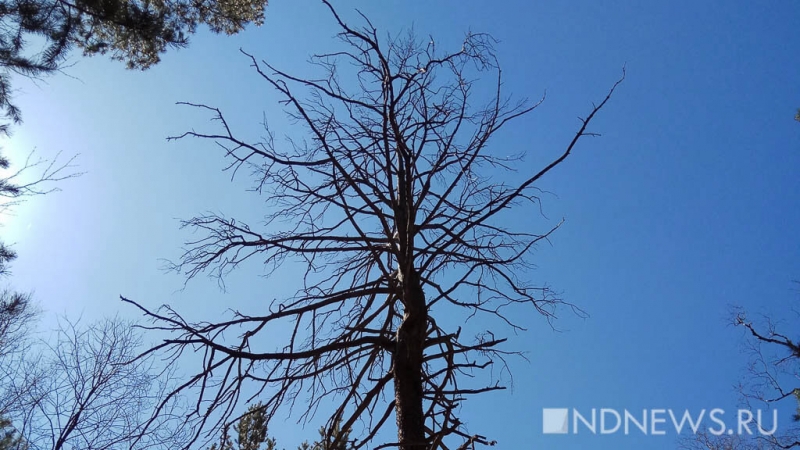 Ученые нашли самое старое дерево в России