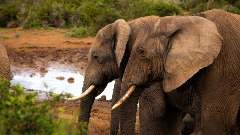 В ЮАР слоны преследовали туристов во время сафари