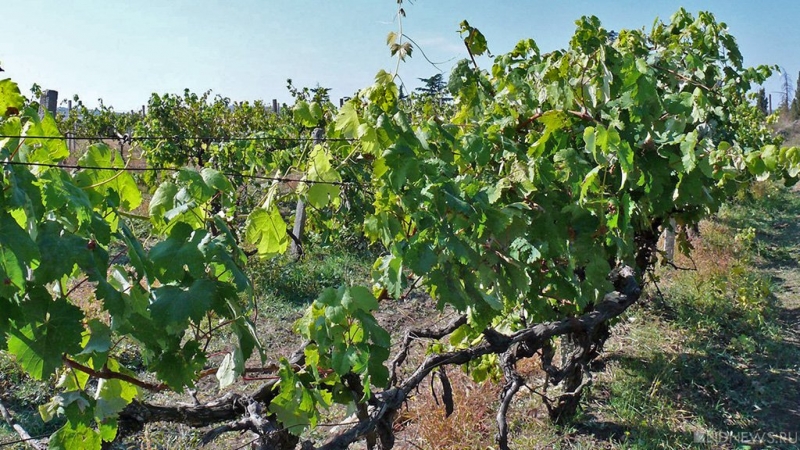 В Севастополе началась закладка новых виноградников