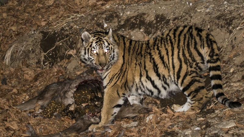 На Дальнем Востоке пытаются спасти истощенную и обмороженную тигрицу 