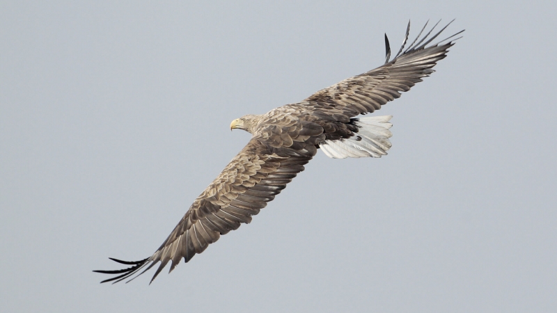 На Камчатке опубликовали уникальный снимок орлана, летящего к радуге