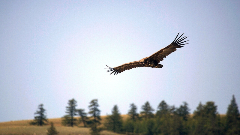 Приморский нацпарк опубликовал фото взлета одной из крупнейших птиц мира
