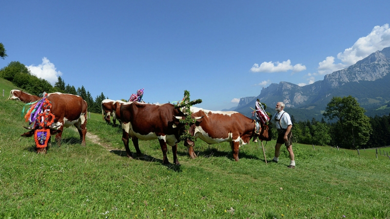 В Австрии сбежавшей с бойни корове подарили жизнь