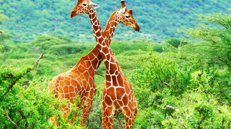 В Кении зоозащитники спасли жирафа с затопленного острова
