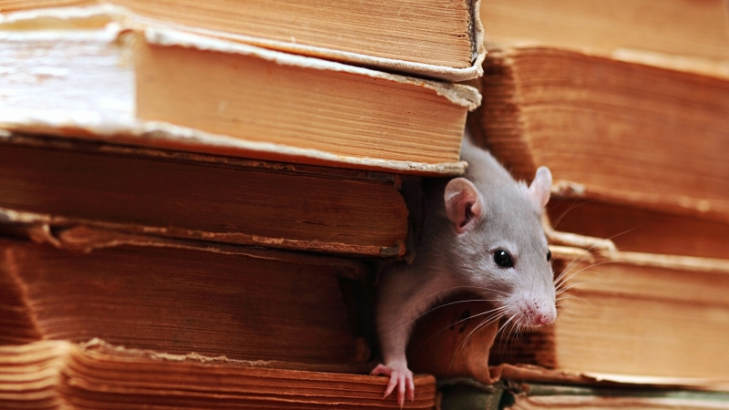 Ученые определили, какие мыши самые умные