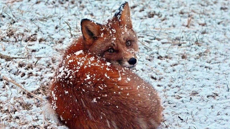 В фотоловушку на Камчатке попали ночные похождения волка и лисиц