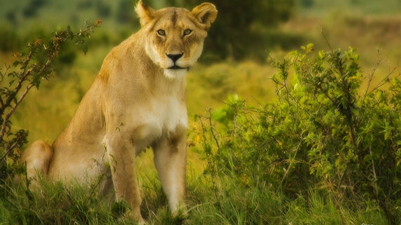 В Индии сняли на видео льва, гуляющего по территории отеля