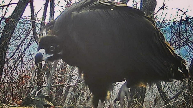 В Приморье одна из крупнейших птиц планеты попала на видео