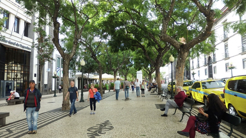 Власти Мадейры планируют чипировать деревья в городах