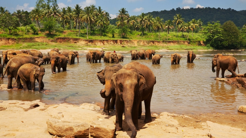 Власти Шри-Ланки планируют смягчить ограничения по въезду туристов