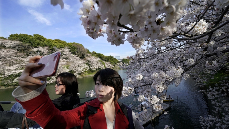 Цветение сакуры в Японии в этом году начнется раньше
