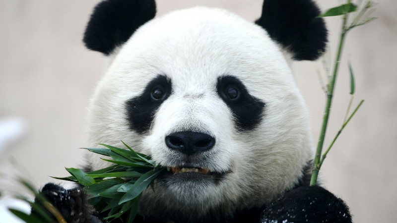 В Бельгии большая панда напала на сотрудника зоопарка