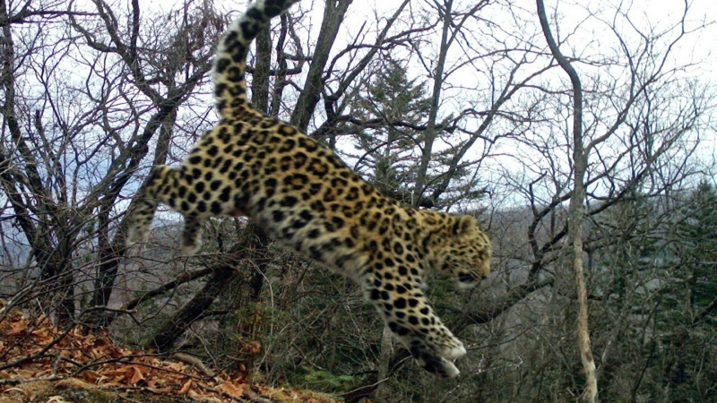 В Приморье сняли на видео, как леопард покоряет скалу
