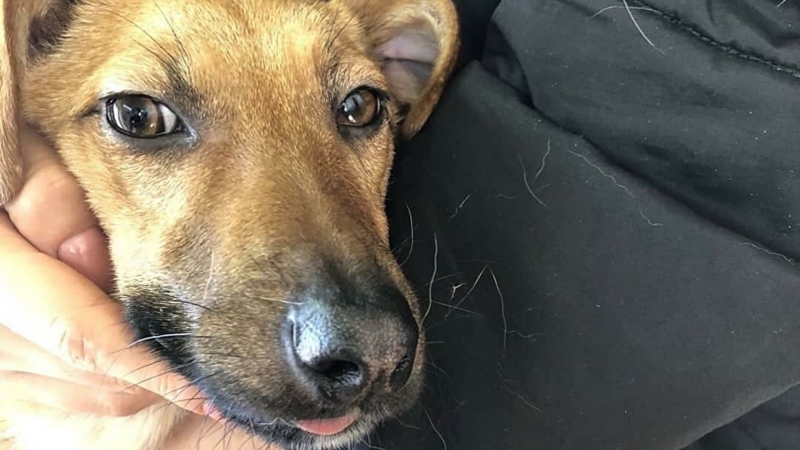 В США пожарные спасли слабовидящую собаку, застрявшую в дренажной трубе