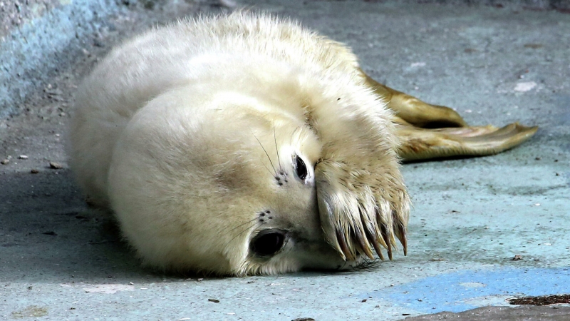 На берегу Финского залива спасли еще одного тюлененка