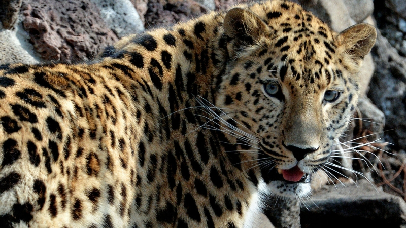 В Приморье на видео попало свидание леопардов