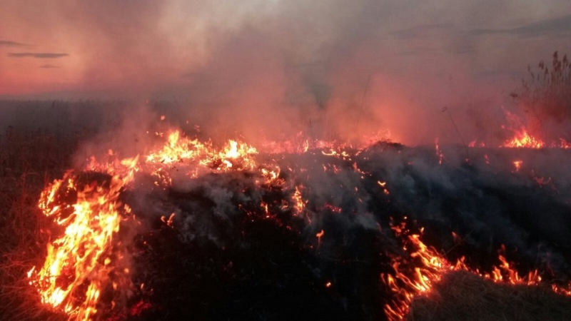 Авиалесохрана сообщает почти о тысяче лесных пожаров. Большая часть – в Тюменской области