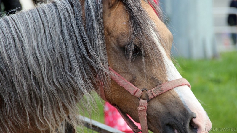 На трассе Тюмень – Ханты-Мансийск под колёса попала лошадь, пострадали люди