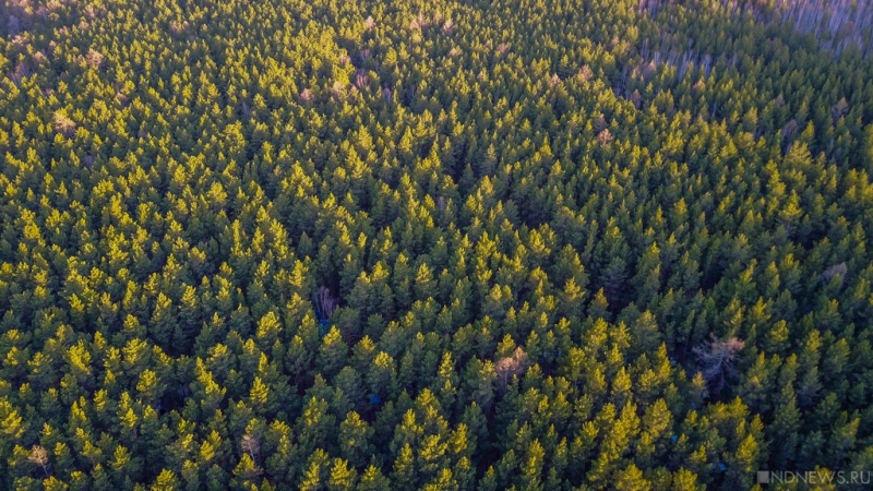 В Минприроды резко ответили на идею приватизировать леса